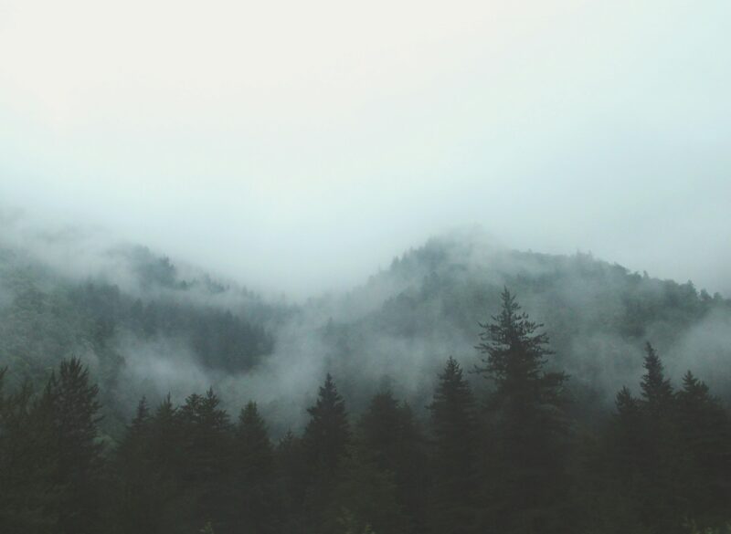 fog in the mountains with evergreen trees